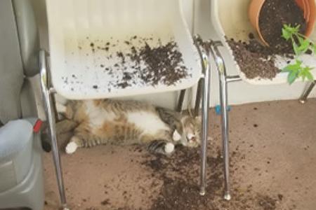 猫咪拉地上是怎么回事
