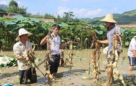 鳊鱼喜欢呆在莲藕区吗