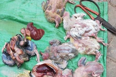 5天后乳鸽开始死亡是什么原因