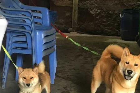 广西话掉毛什么意思