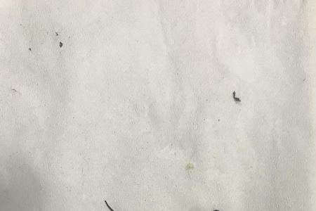 壁虎会被晒死吗