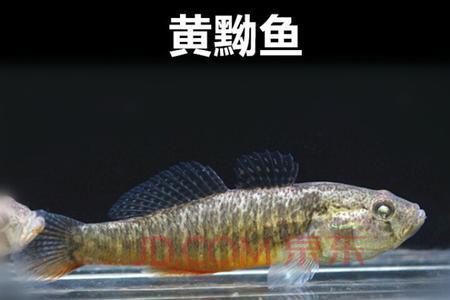 黄金鳅会不会咬小锦鲤鱼