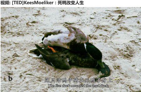 死鸭子啥意思