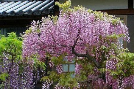 北方7月适合庭院播种的花