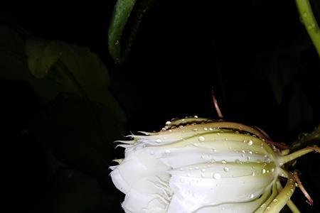 私心过重 昙花一现什么意思