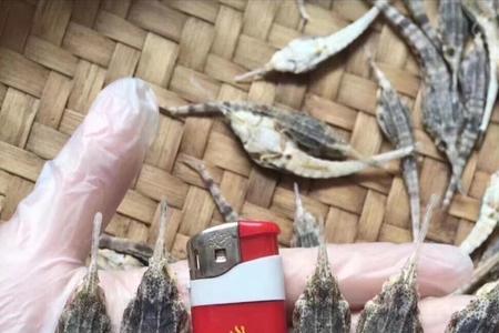 海麻雀怎么搭