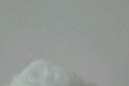 比熊嘴长是不是不纯