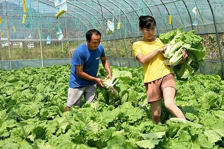 一年四季大棚种植大白菜的方法