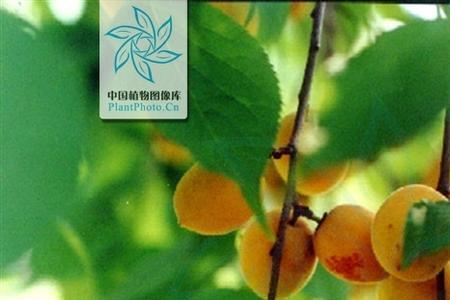 荒野红杏别称