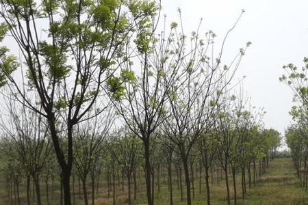 种木子树多少米一棵