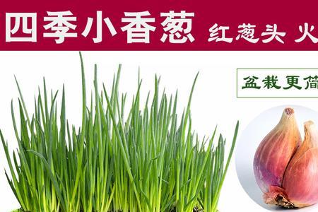 怎样种葱头