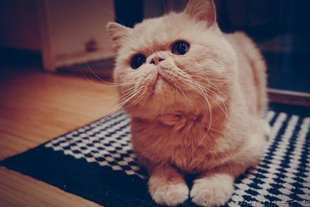 咖啡猫怎么养最好
