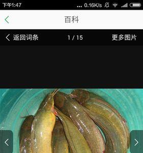 埃及塘鲺喜欢在深水还是浅水