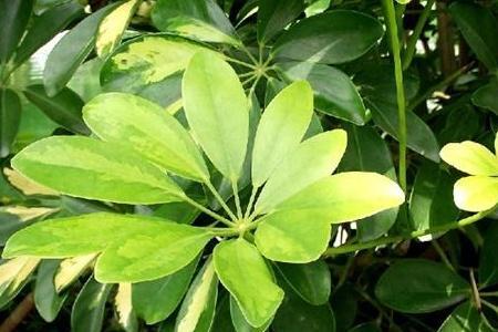 鸭掌木在怎么样的情况下会开花