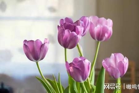 心感安慰是什么意思