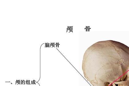 鱼有枕骨大孔吗