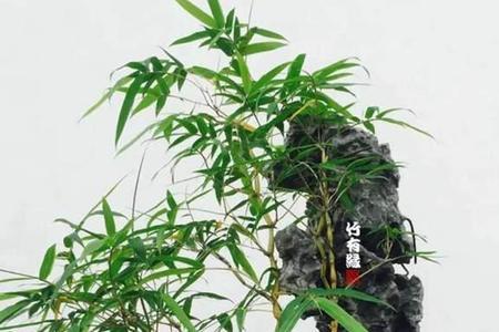 什么竹子比较凉快