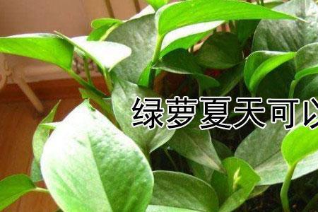 绿萝换盆需要剪根吗