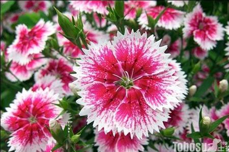 石竹花可以水扦插