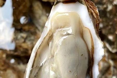 蚝贵妃和乳山生蚝的区别