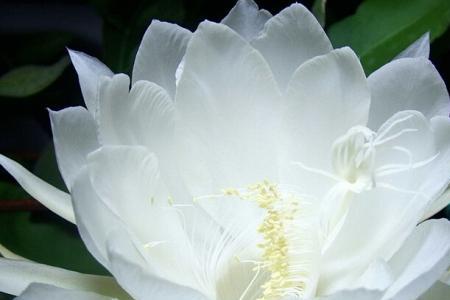 昙花的美称是什么