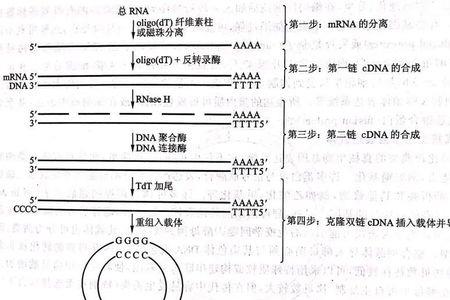 dna转义和转录的区别
