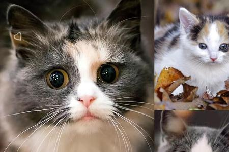 猫能吃茴香吗