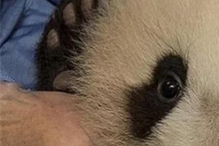 大熊猫为什么不是猫简写