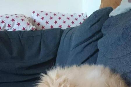 为什么猫的尾巴变黄了
