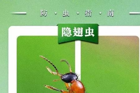 广东蠓虫最怕什么植物