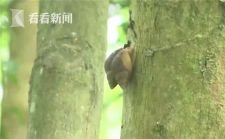 洗衣粉加尿素能杀蜗牛吗