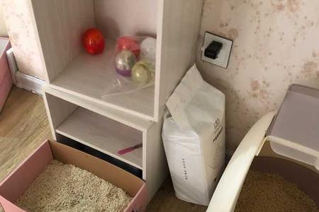 在院子里养猫需要猫砂吗