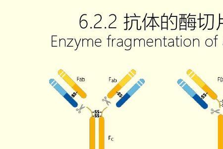 蛋白酶把蛋白分解成什么