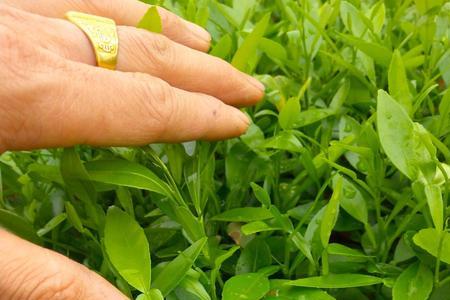 橙树嫁接最佳季节
