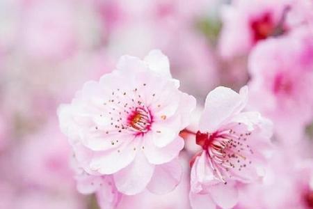 桃花表情啥意思