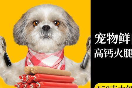 小泰迪为啥不吃火腿肠