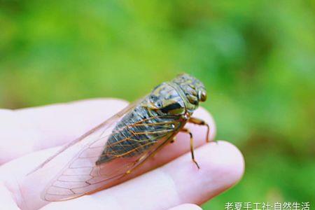 绿色的蝉可以冰冻吗