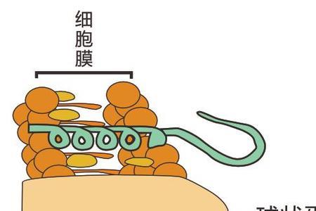 细胞膜是由什么组成的