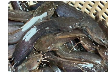 埃及塘鲺喂养什么饲料最快生长