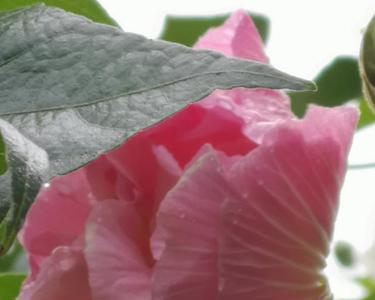 秋月芙蓉湘水碧的意思