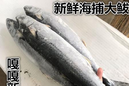 鲅鱼是哪里的特产