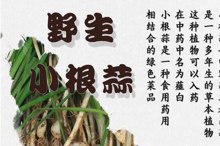 小根蒜和山韭菜一样吗