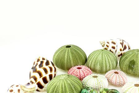 海螺壳怎么保存做饰品