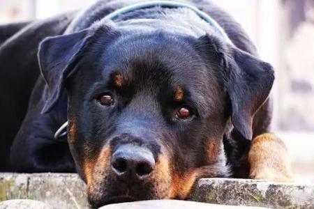 金毛犬和罗威纳犬那个收欢迎