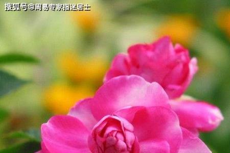 迷是什么生肖
