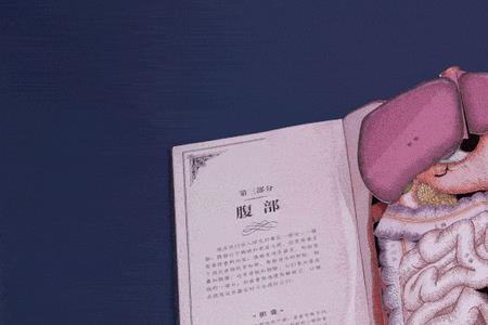 肚子结构
