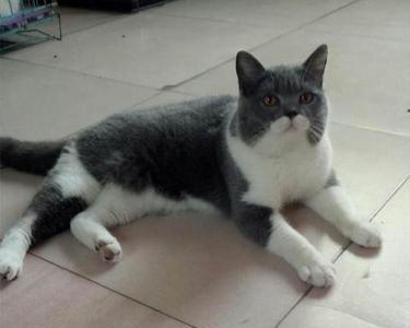 公蓝猫母蓝白能配出什么色