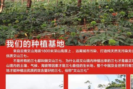 田七主要产地是什么地