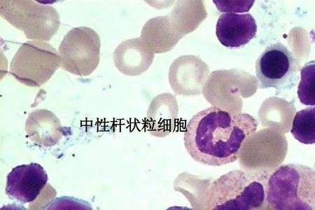 细胞膜是什么颜色