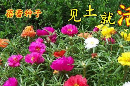 花籽的籽四字成语
